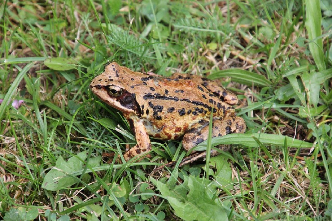Fewo Im Naturschutzgebiet Hiddenhausen Екстер'єр фото