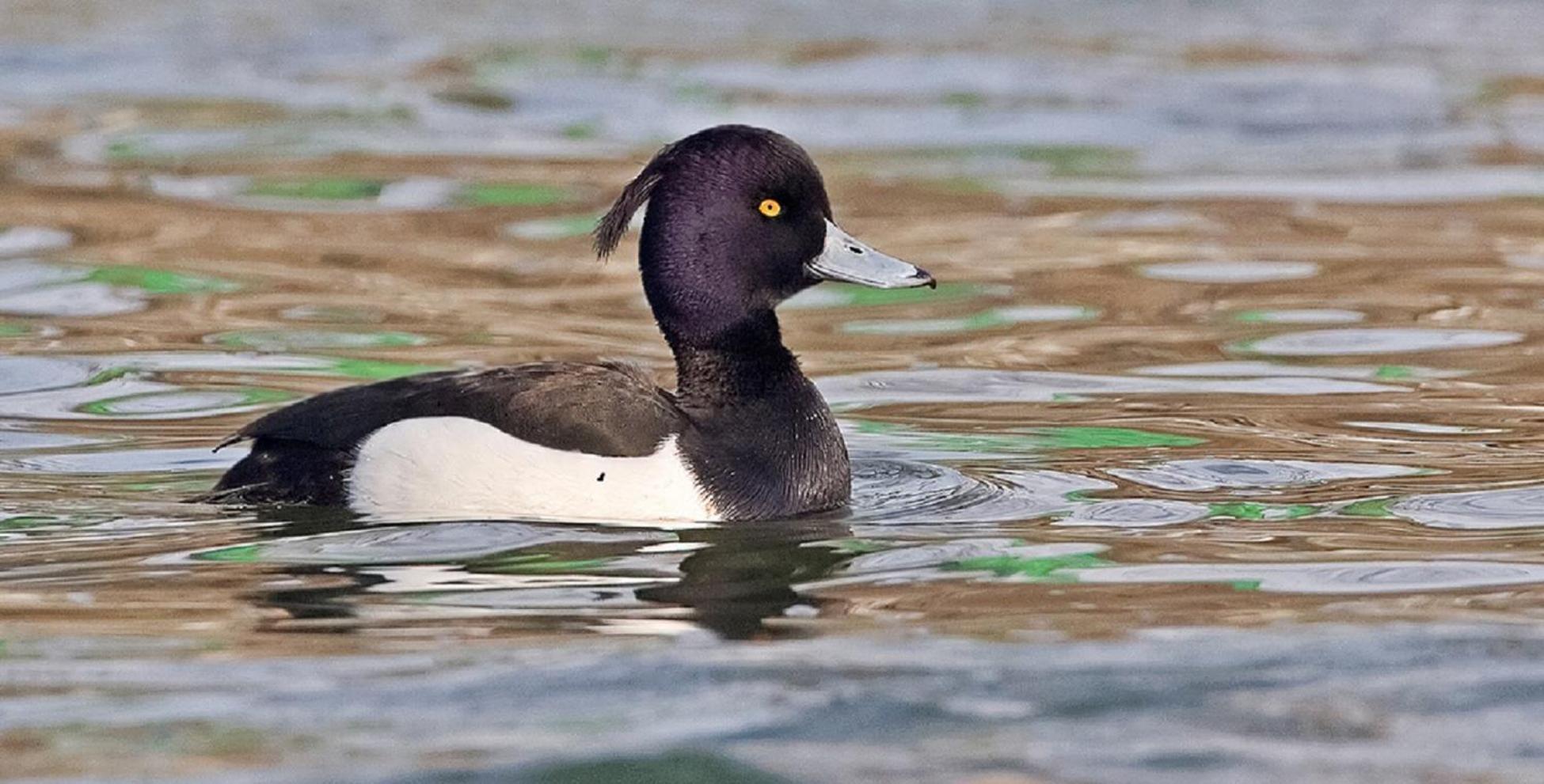 Fewo Im Naturschutzgebiet Hiddenhausen Екстер'єр фото